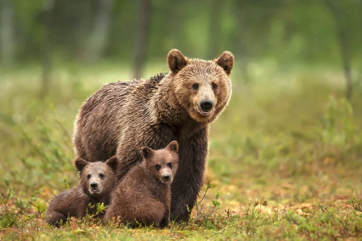 urso na floresta com seus filhos