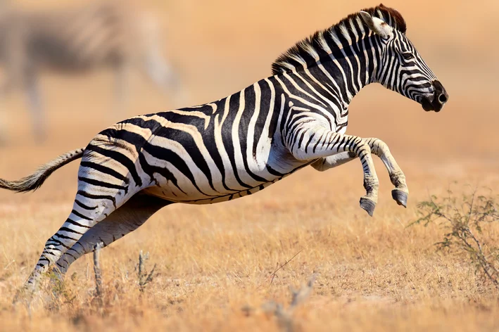 zebra animal com a letra z