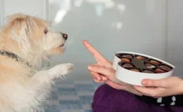 cachorro pedindo por chocolate