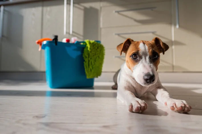 cachorro perto de produto de limpeza desinfetante para tirar cheiro de urina de cachorro