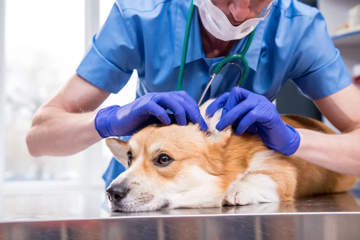 veterinário examinando orelha do cachorro
