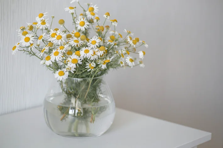 vaso com flores de camomila