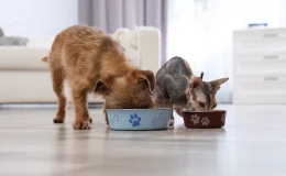cachorro e gato comendo ração natural