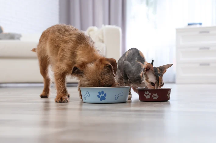 cachorro e gato comendo ração natural