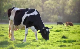 vaca se alimentando no pasto