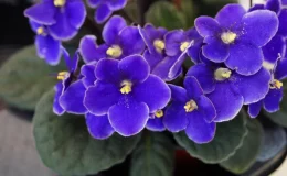 close das folhas da violeta africana