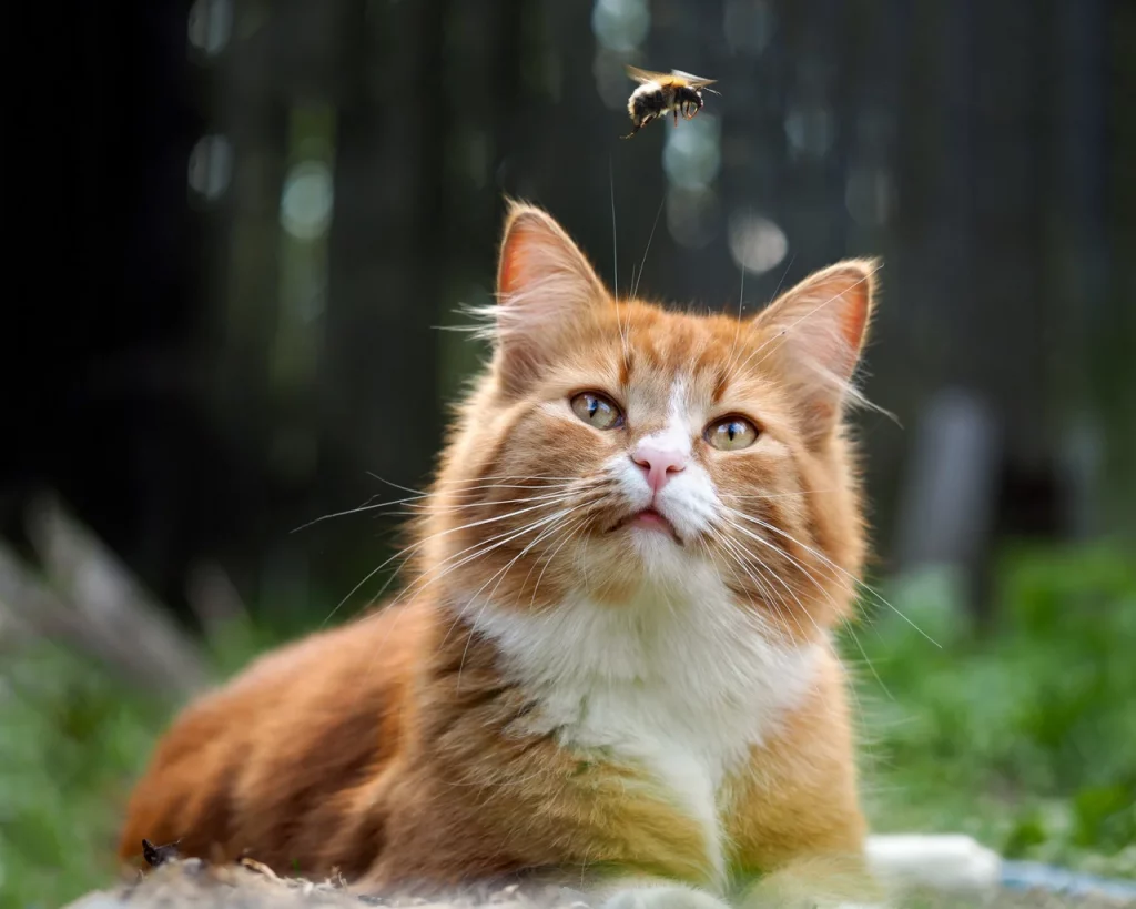 picada de abelha em gato