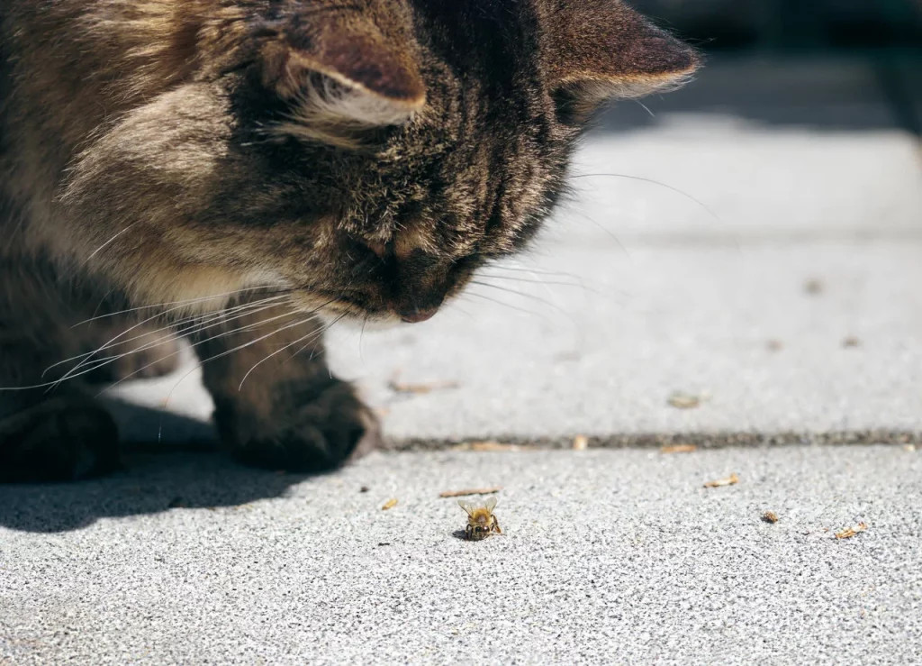 gato picado por abelha