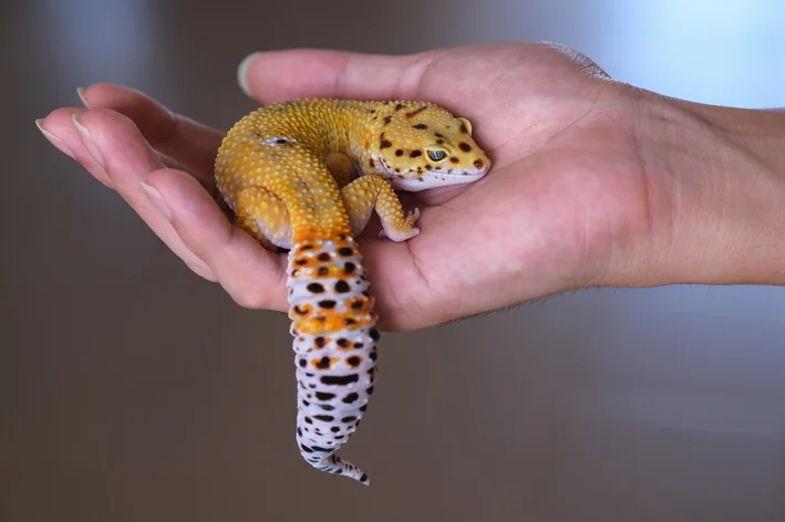 Gecko Cauda de Cenoura