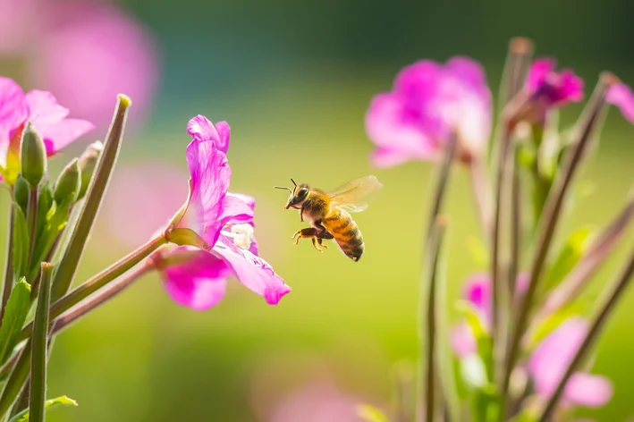 abelha europeia polinizando flores