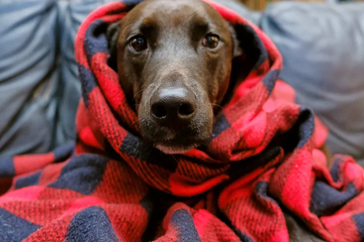  cachorro protegido por cobertor