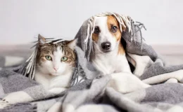 gato e cão debaixo da coberta