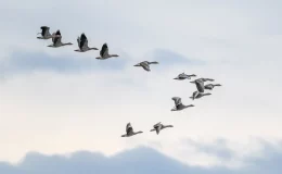 coletivo de pássaros voando no céu
