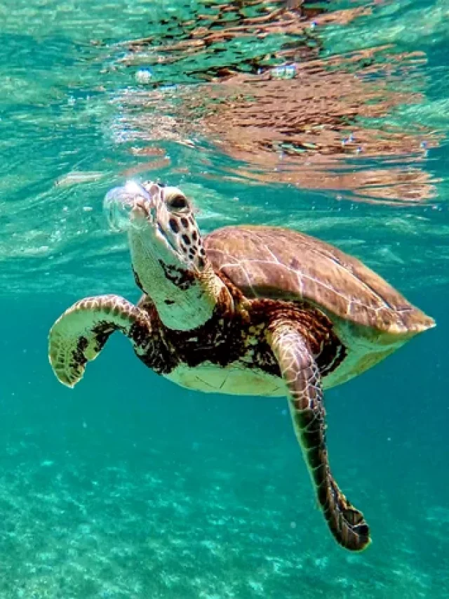 10 curiosidades sobre a tartaruga marinha