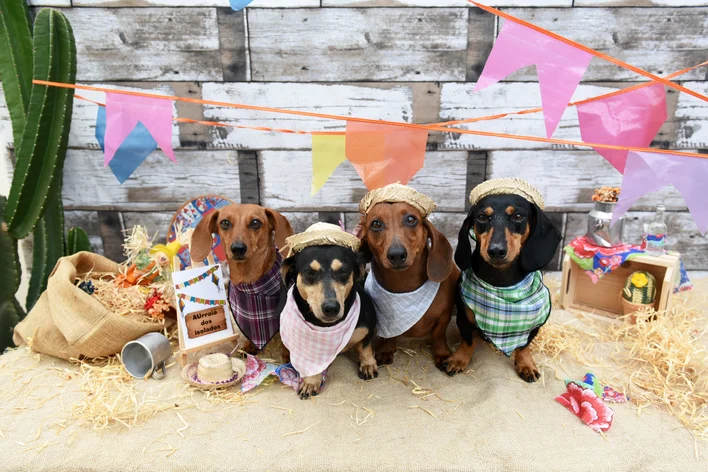cães comemorando uma festa junina para cachorro