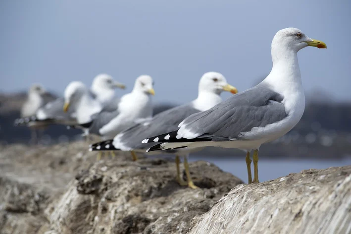 Grupo de gaivotas à beira mar