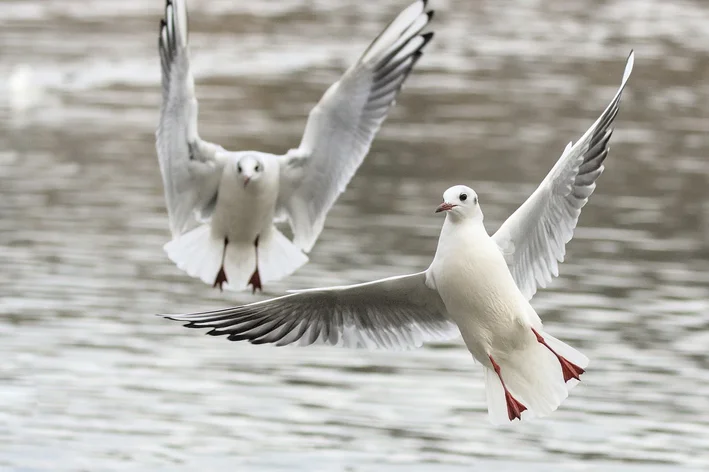 duas gaivotas voando