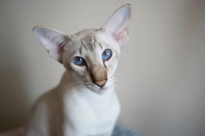 gato oriental shorthair branco