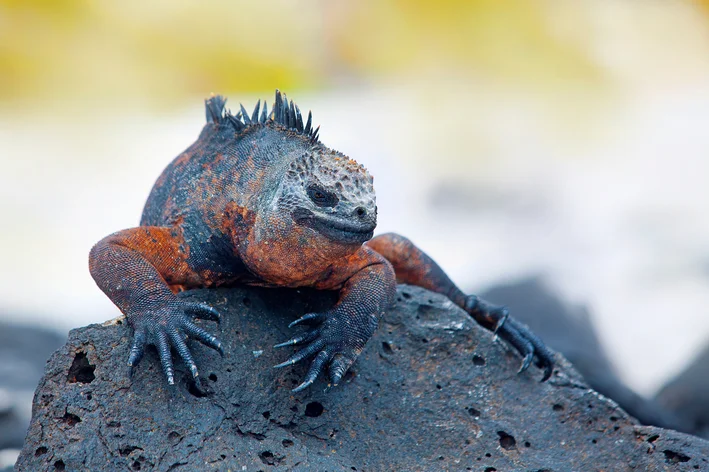 iguana-marinha na terra