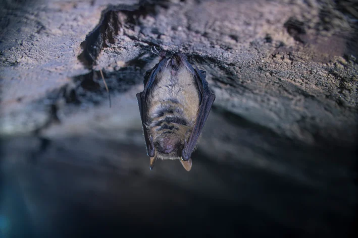 morcego-lanudo descansando