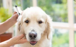 cachorro golden fazendo tosa trimming