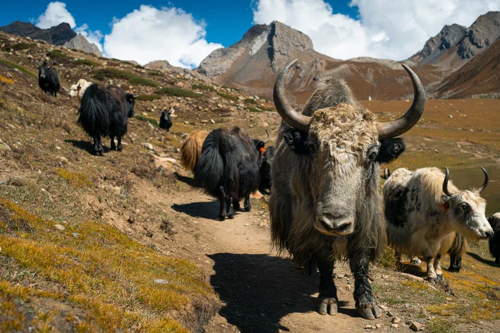 Yaks andando na planície do tibete 