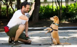 aula de adestramento de cães