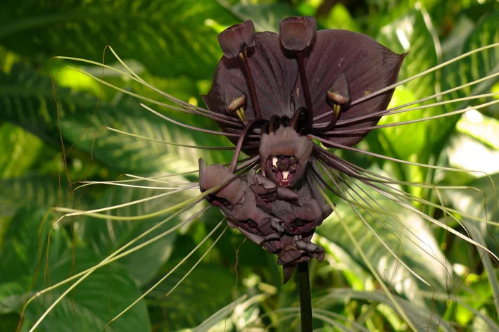 orquídeas preta
