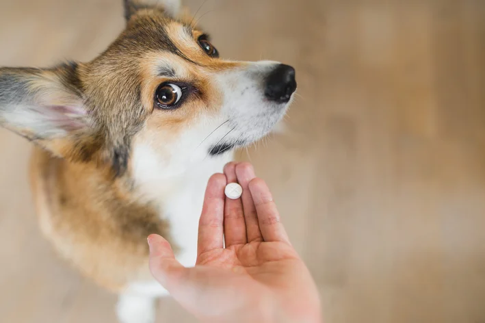 cachorro pode tomar ibuprofeno