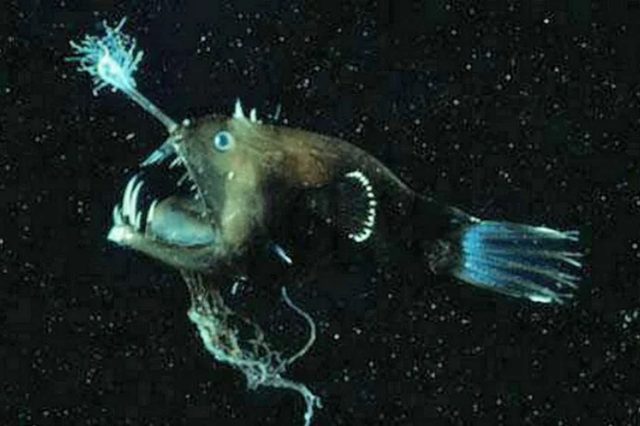 peixes do fundo do mar