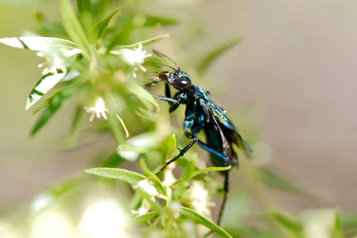 Tipos de marimbondo e como se proteger - Insect Bye