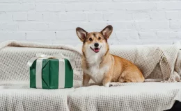 cachorro no sofá com seu presente