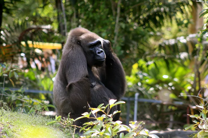 animais em extinção Gorila-do-rio-cross (Gorilla gorilla diehli)