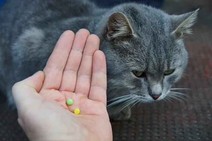 Humano oferece remédio falsificado para gato cinza.
