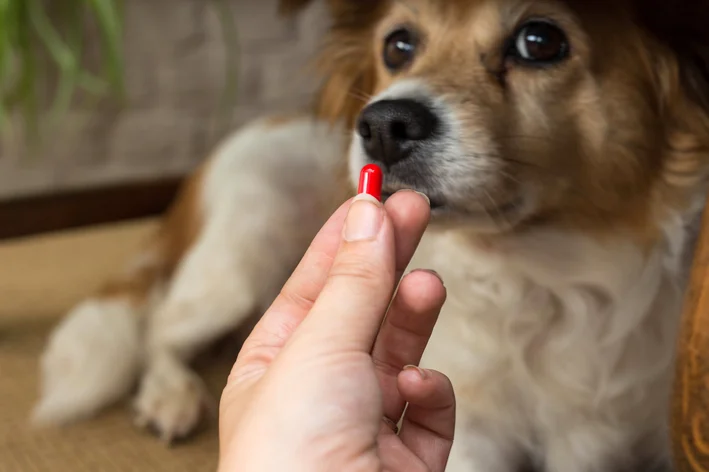 Humano oferecendo cápsula de remédio falsificado para cachorro. 