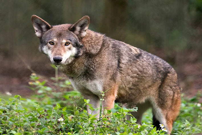 Lobo-vermelho (Canis rufus)