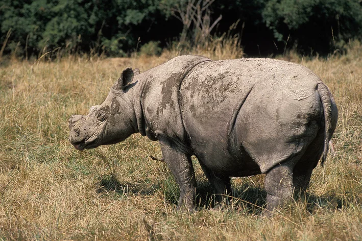 animais em extinção rinoceronte-de-sumatra