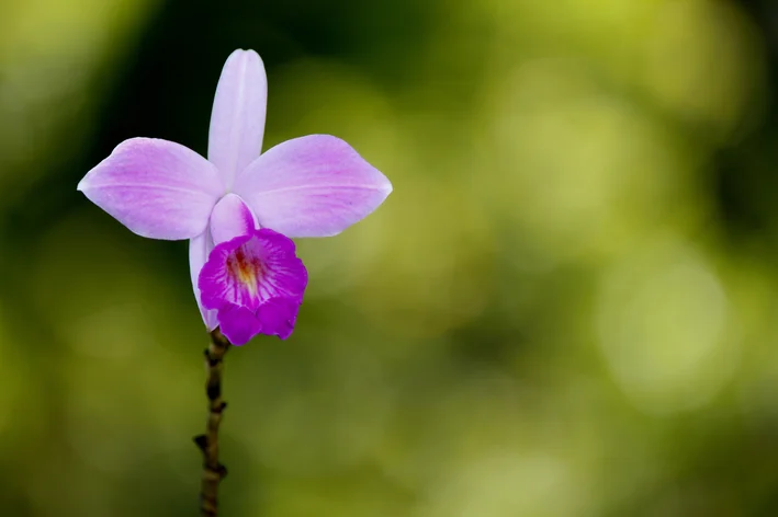 Orquídea-bambu