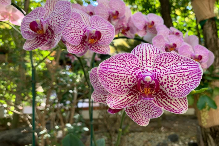 Orquídea Phalaenopsis gigantea
