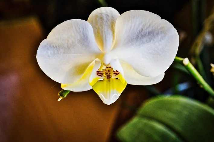 Orquídea Phalaenopsis amabilis
