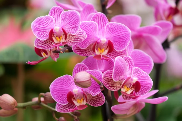 orquídea borboleta