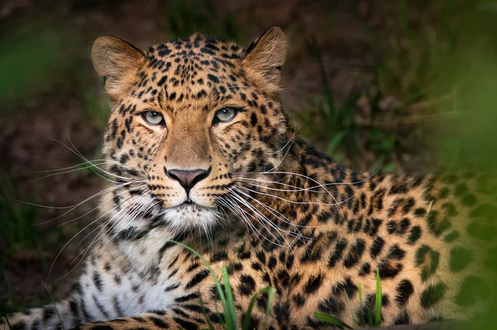 Animal mais raro do mundo Leopardo-de-amur