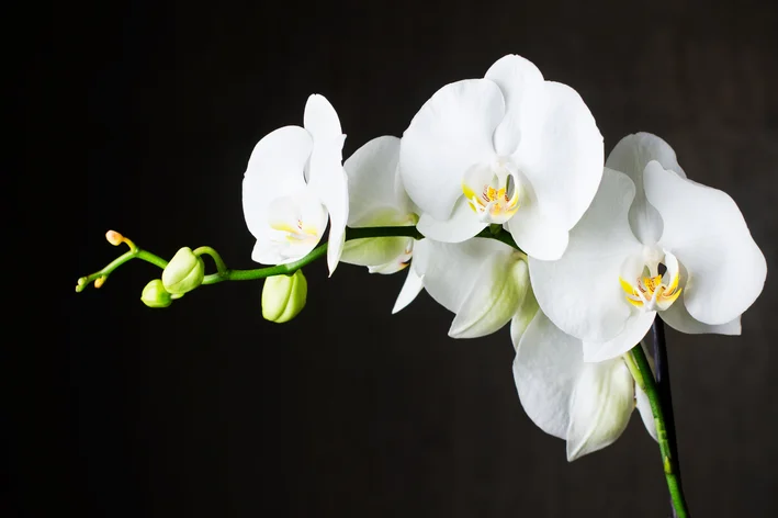 Orquídea Phalaenopsis branca