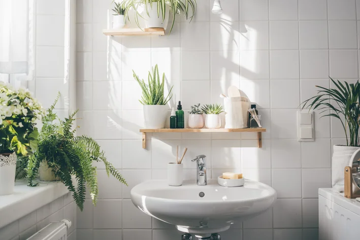 plantas para banheiro