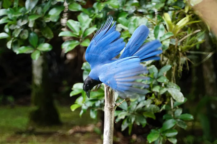 pássaros que falam gralha-azul