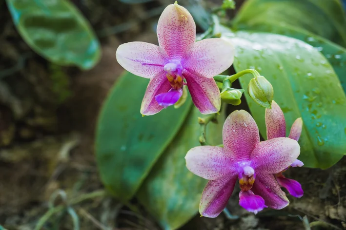 Orquídea Phalaenopsis violacea