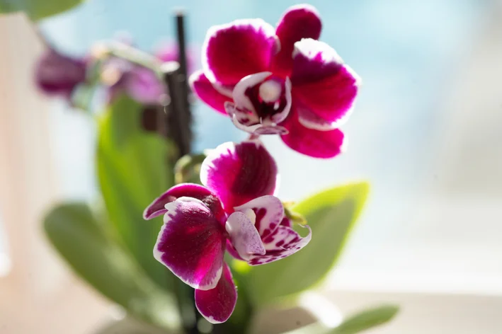 Orquídea Phalaenopsis mini