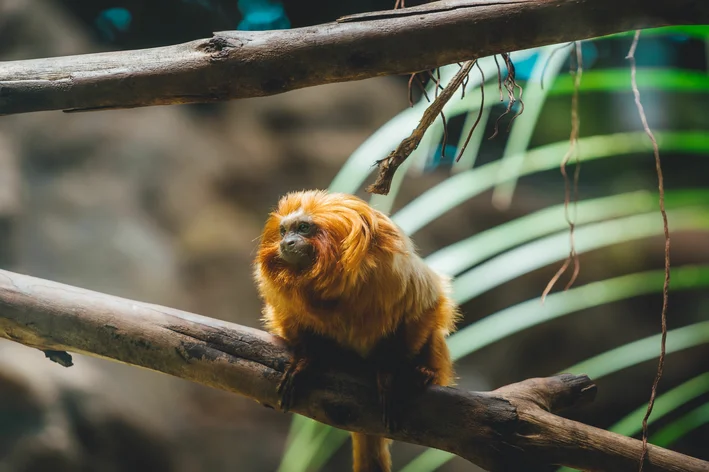 animais em extinção mico-leão-dourado