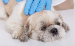 pet tratando para artrose em cachorro