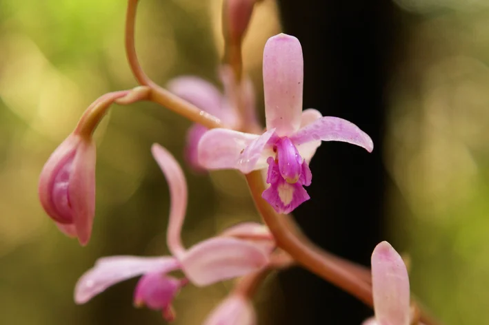 Coleman’s Coralroot  orquídea rada